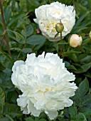 PAEONIA DUCHESSE DE NEMOURS