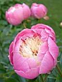 PAEONIA LACTIFLORA BOWL OF BEAUTY