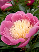 PAEONIA LACTIFLORA BOWL OF BEAUTY