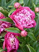 PAEONIA MAGIC ORB