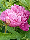 PAEONIA MAGIC ORB