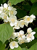 PHILADELPHUS CORONARIUS,  MOCK ORANGE BLOSSOM