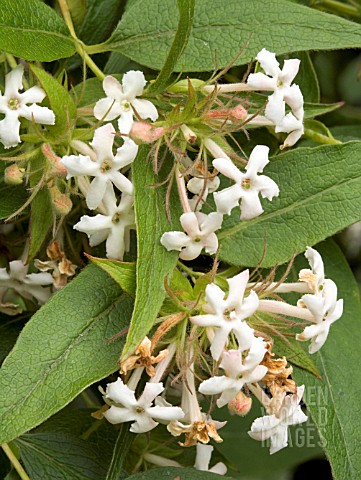 ABELIA_UMBELLATA