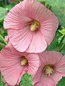 ALCEA ROSEA,  HOLLYHOCK