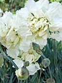 DIANTHUS MRS SINKINS,  GARDEN PINKS,  CARNATION