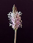 PLANTAGO MEDIA (HOARY PLANTAIN)