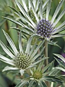 ERYNGIUM VARIFOLIUM