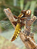 LIBELLULA DEPRESSA,  BROAD BODIED LIBELLULA,  FEMALE,  DRAGONFLY