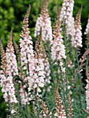 LINARIA PURPUREA CANNON WENT,  TOADFLAX