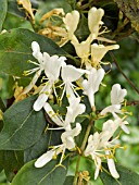 LONICERA MAACKII,  HONEYSUCKLE