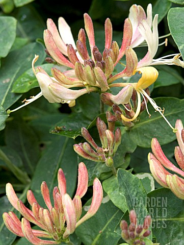 LONICERA_PERICLYMENUM__HONEYSUCKLE