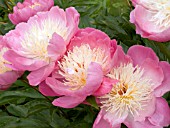 PAEONIA LATIFOLIA BOWL OF BEAUTY