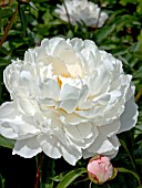 PAEONIA SHIRLEY TEMPLE,   WITH PINK BUD