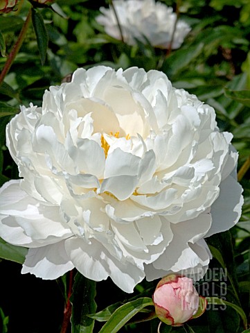 PAEONIA_SHIRLEY_TEMPLE___WITH_PINK_BUD