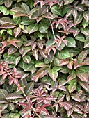 PARTHENOCISSUS HENRYANA