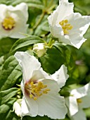 PHILADELPHUS BELLE ETOILE,  MOCK ORANGE