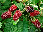 RUBUS TAYBERRY HYBRID BERRY