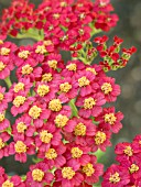 ACHILLEA FANAL