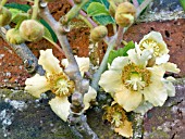 ACTINIDIA CHINENSIS,  KIWI FRUIT,  FLOWERS,  JUNE