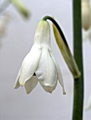 GALTONIA CANADENSIS,  SUMMER HYACINTH