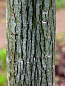 ACER  DAVIDII  (SNAKEBARK MAPLE)