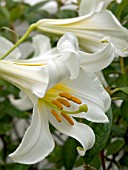 LILIUM REGALE ALBA