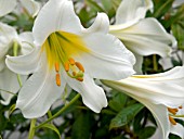 LILIUM REGALE ALBA