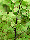 ADIANTUM RADDIANUM (MAIDENHAIR FERN)