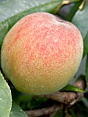 PEACH DUKE OF YORK,  GREENHOUSE,  JUNE