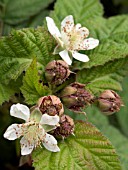 LOGANBERRY,  FLOWERS & FRUITLETS