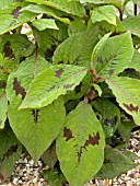 PERSICARIA VIRGINIANA LANCE CORPORAL