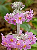 PRIMULA  PULVERULENTA BARTLEY HYBRIDS