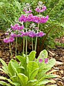 PRIMULA BEESIANA