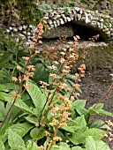 RODGERSIA AESCULIFOLIA