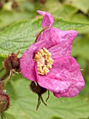 RUBUS ODORATUS,  THIMBLE BERRY