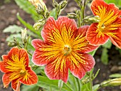 SALPIGLOSSIS,  CASINO