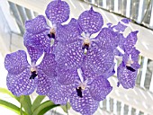 VANDA ROTHCHILDIANA,  TROPICAL ORCHID