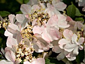 VIBURNUM PLICATUM  TOMENTOSUM,   PINK BEAUTY