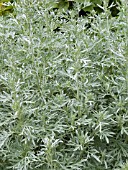 ARTEMISIA ABSINTHIUM LAMBROOK SILVER