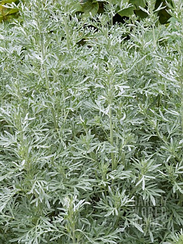 ARTEMISIA_ABSINTHIUM_LAMBROOK_SILVER