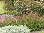 ARTIMESIA,  PENSTEMON,  GERANIUM & ROSA ROSY CUSHION,  WEST DEAN GARDENS