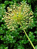 ALLIUM HOLLANDICUM PURPLE SENSATION