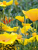 ESCHSCHOLTZIA CALIFORNICA,  CALIFORNIAN POPPY,  HARDY ANNUAL