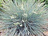 FESTUCA GLAUCA