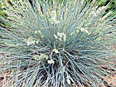 FESTUCA GLAUCA