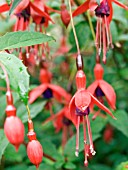 FUCHSIA MRS POPPLE