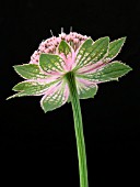 ASTRANTIA MAJOR BUCKLAND (GREATER MASTERWORT)