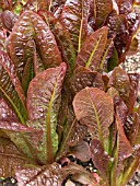 LETTUCE JZ1581,  NEW SALAD VARIETY