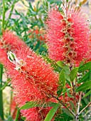 CALLISTEMON CITRINUS,  BOTTLEBRUSH