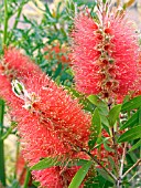 CALLISTEMON CITRINUS,  BOTTLEBRUSH